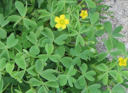 Yellow Wood Sorrel Oxalis Stricta – Perennial Herb and Flower Seeds