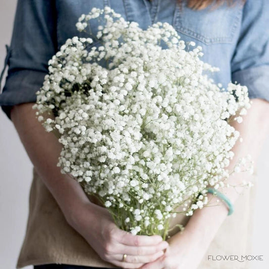 Baby's Breath Gypsophila Perennial Garden Flower Seeds