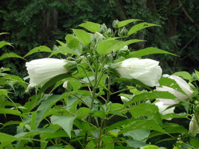 White Swamp Rose Mallow – All White Wild Hibiscus Flower Seeds