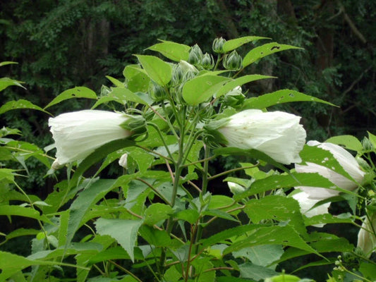 White Swamp Rose Mallow – All White Wild Hibiscus Flower Seeds