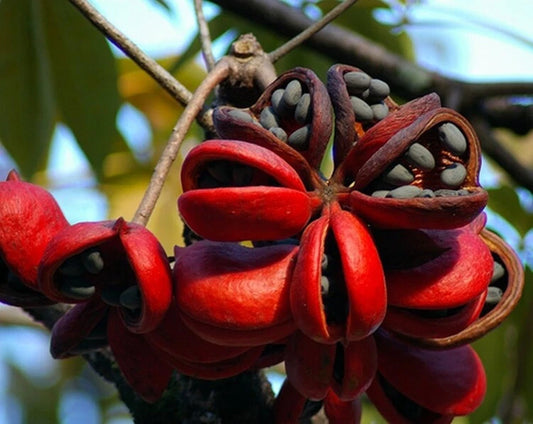 Sterculia Foetida Java Olive Ornamental Tree Seeds
