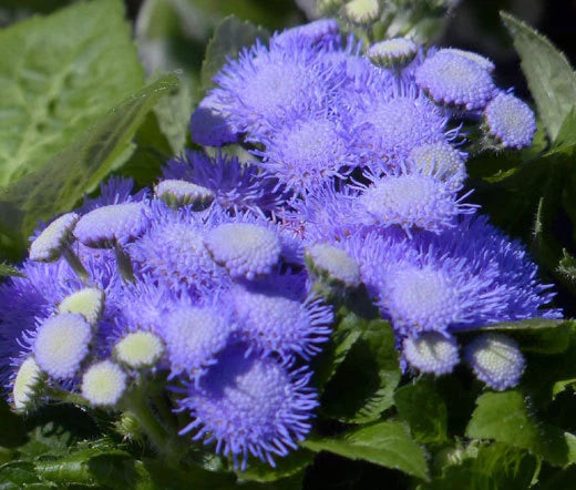 Ageratum Blue Mink Ageratum Houstonianum – Colorful Garden Flower Seeds