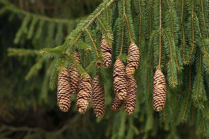 Norway Spruce Picea Abies Evergreen Tree Seeds