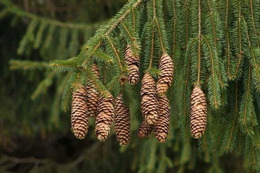 Norway Spruce Picea Abies Evergreen Tree Seeds