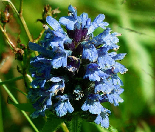 Self Heal Prunella Grandiflora – Light Blue Garden Flower Seeds