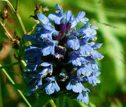 Self Heal Prunella Grandiflora – Light Blue Garden Flower Seeds