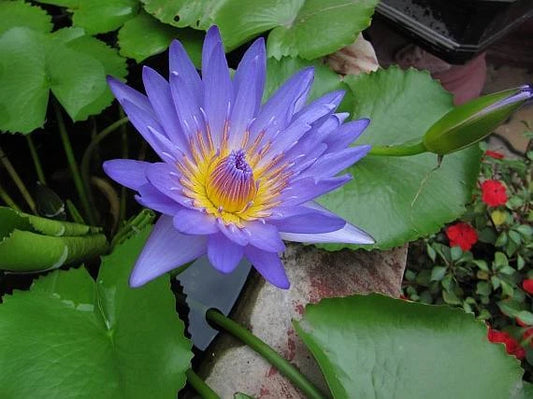 Nymphaea Nouchali – Fragrant Blue Water Lily Aquatic Seeds