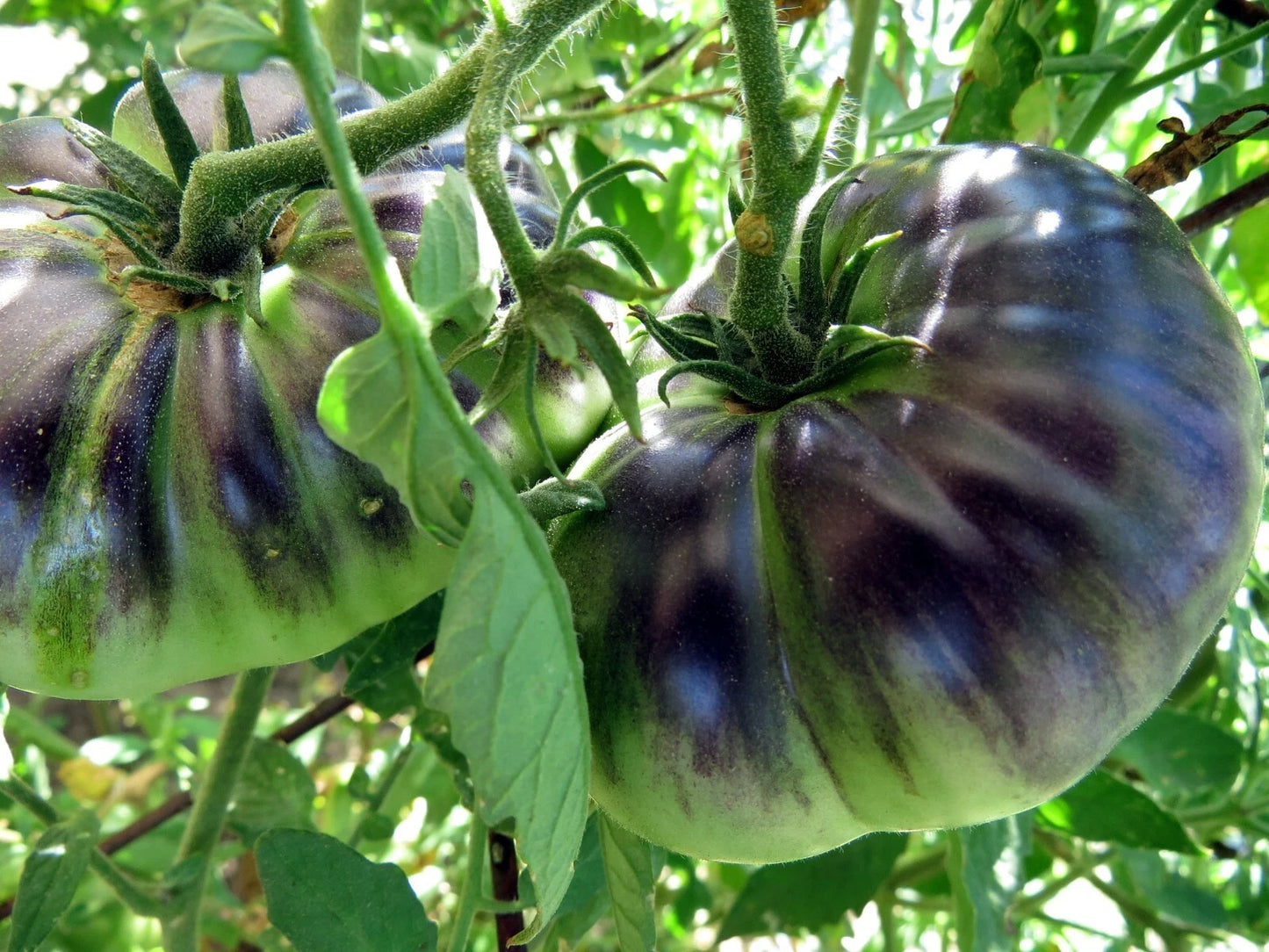 Sart Rolaise Tomato – Heirloom Vegetable Garden Seeds