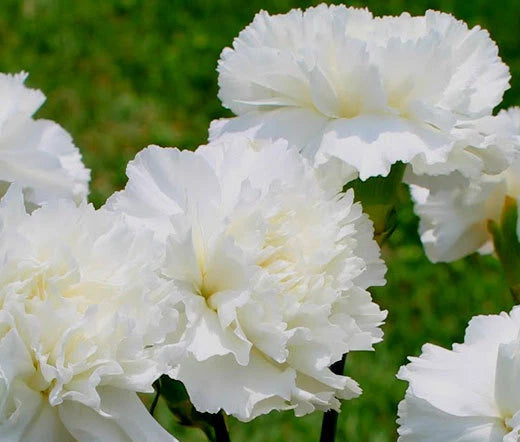 Carnation Dianthus Caryophyllus – Grenadin White Flower Seeds