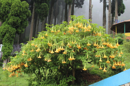Brugmansia Pumpkin Yellow – Angel Trumpet Garden Flower Seeds
