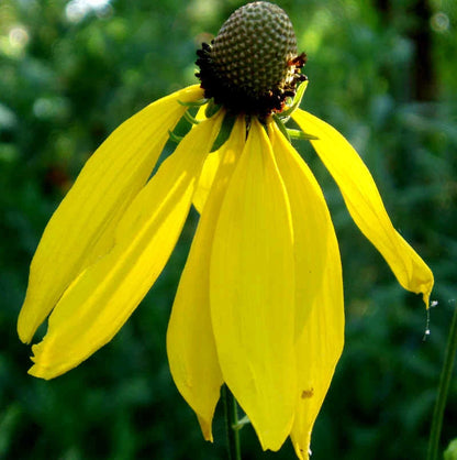 Pinnate Prairie Coneflower Rudbeckia Pinnata – Perennial Flower Seeds