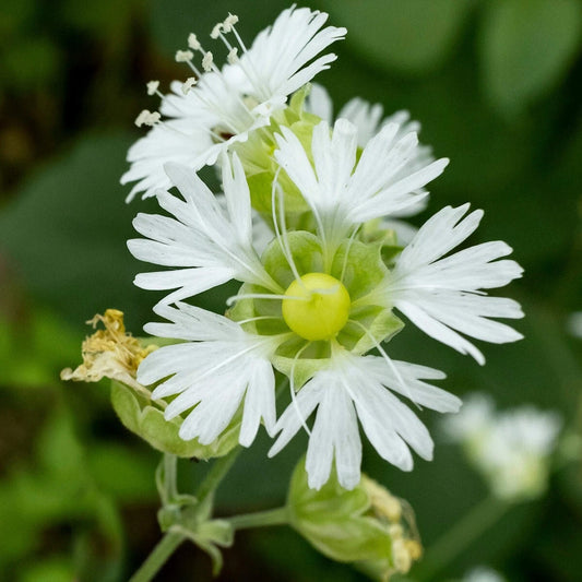 Starry Campion – Colorful Wildflower Garden Seeds