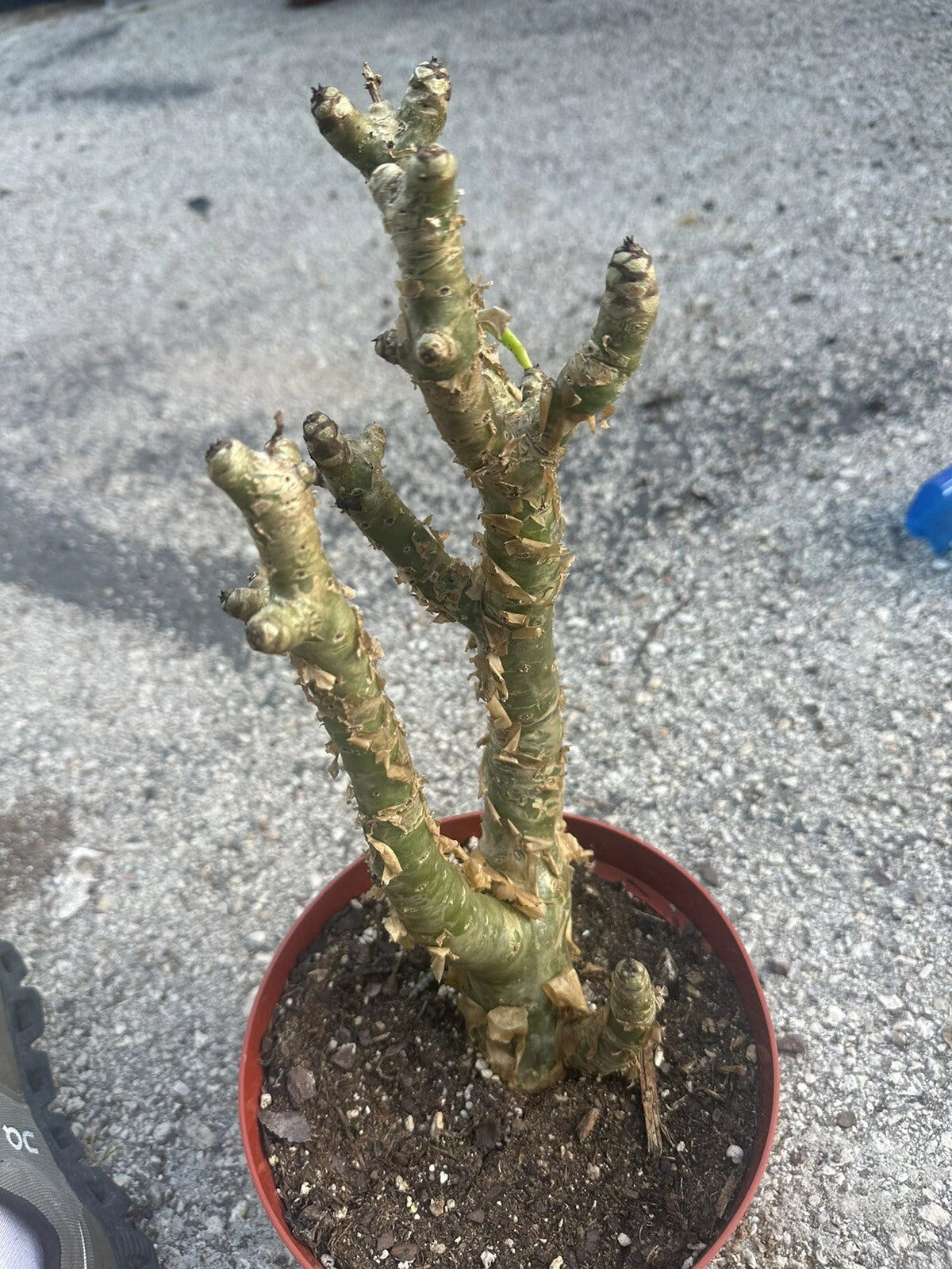 Tylecodon Paniculatus Succulent Butter Tree Garden Seeds