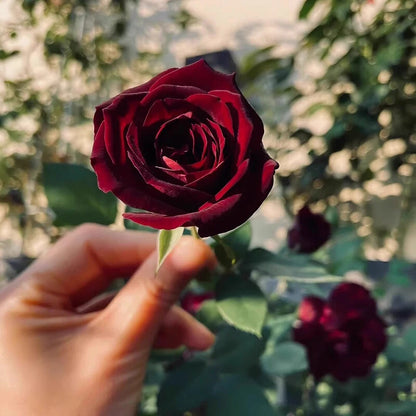 Violet Rose – Perennial Garden Flower Bush Seeds