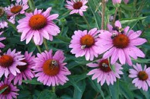 Echinacea Purple Coneflower – Perennial Flower Seeds for Planting