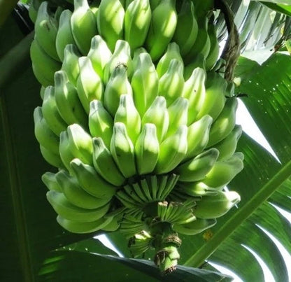Bhimkol Banana Musa Balbisiana – Fruit Tree Seeds