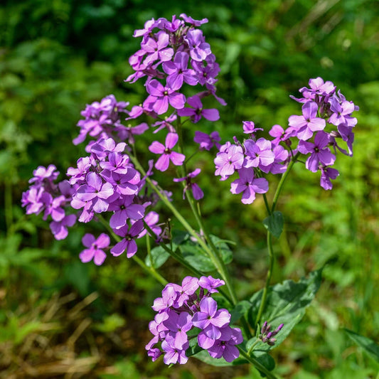 Dame’s Rocket Hesperis – Hardy Wildflower Garden Seeds