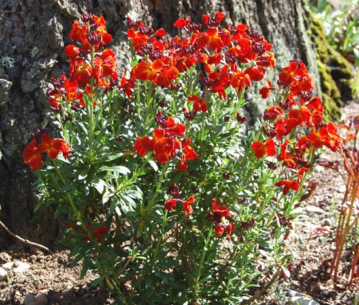 English Wallflower Cheiranthus Cheiri Fragrant Flower Seeds