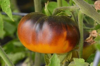 Lucid Gem Tomato + Vegetable Seeds for Planting
