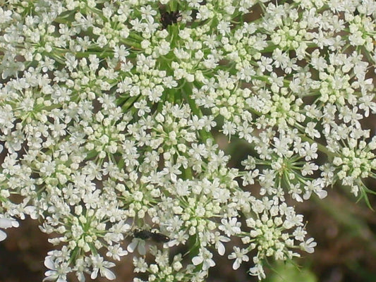 Queen Annes Lace Daucus Carota – Hardy Wildflower Seeds