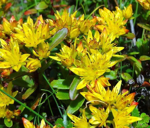 Sedum Russian Stonecrop Sedum Kamtschaticum – Hardy Perennial Garden Seeds