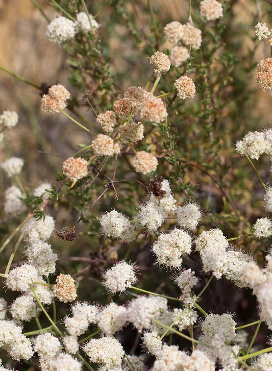 California Buckwheat Eriogonum Fasciculatum – Dwarf Flower Seeds