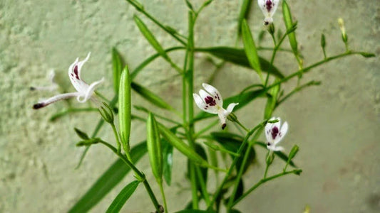 Andrographis Paniculata Flower Seeds for Planting