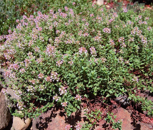 Creeping Thyme Thymus Serpyllum – Hardy Ground Cover Seeds
