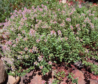 Creeping Thyme Thymus Serpyllum – Hardy Ground Cover Seeds