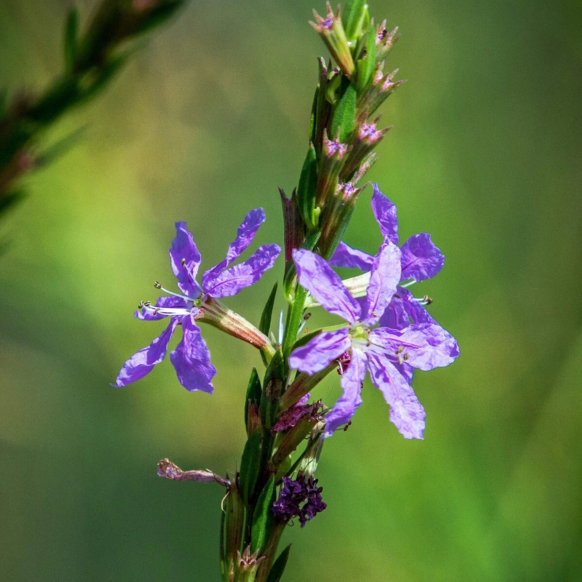 Winged Loosestrife – Hardy Wildflower Garden Seeds