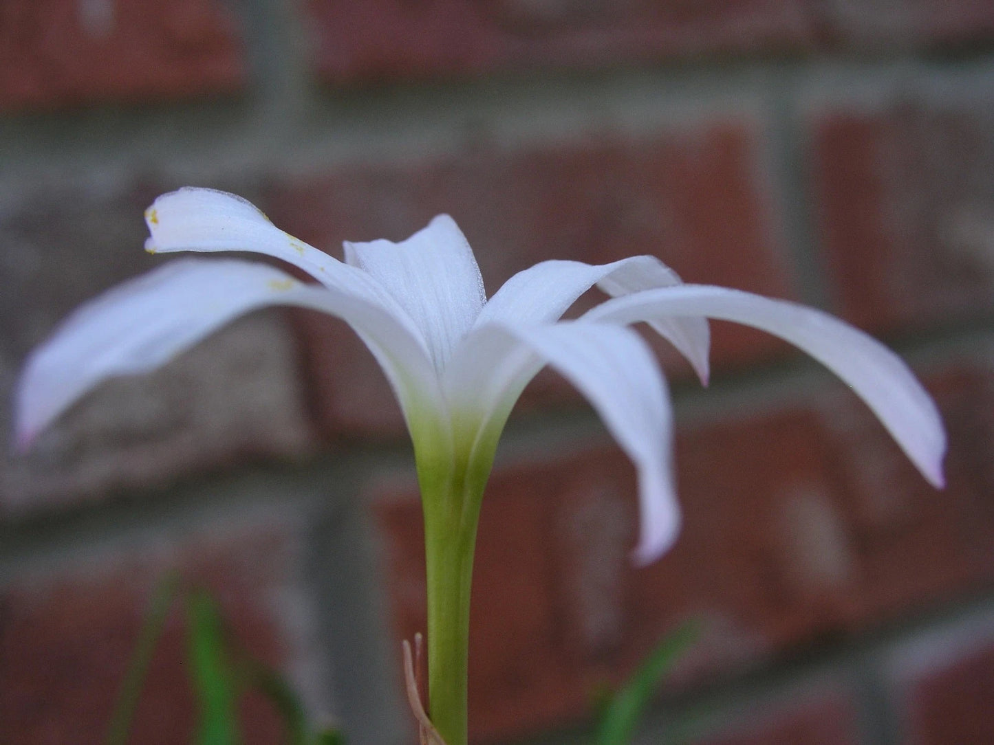 Zephyranthes Labufarosea Itsy Bitsy – Pink Rain Lily Bulb Seeds