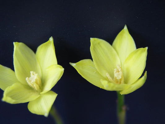 Rain Lily Zephyranthes Smallii Extremely Habranthus Cooperia - Flower