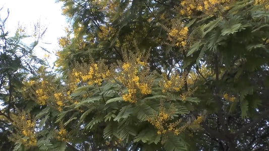 Copper Pod Tree Peltophorum Pterocarpum – Fragrant Flower Tree Seeds