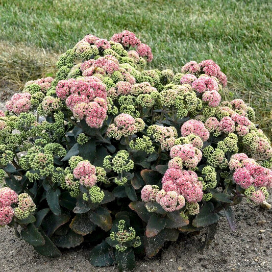 Coral Jade Sedum Sedum Coraljade Hardy Succulent Garden Seeds