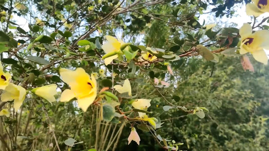 Yellow Bell Bauhinia Tomentosa – Flowering Shrub Tree Seeds