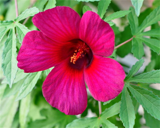 Hibiscus Radiatus Monarch Rosemallow Perennial Flower Seeds