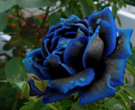 Midnight Blue Rose Flower Seeds - Perennial Flower Seeds