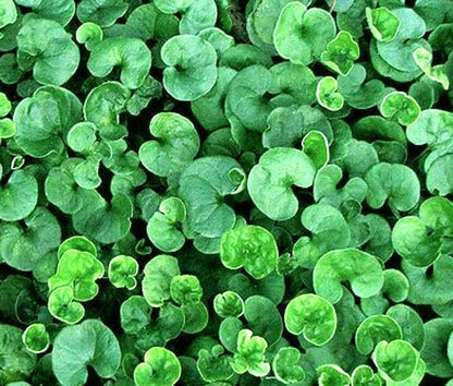 Dichondra Ground Cover Dichondra Repens – Hardy Lawn Cover Seeds