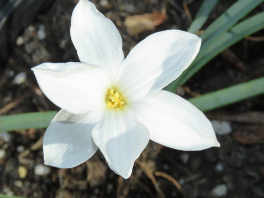 Rain Lily Zephyranthes – Garden Flower Seeds for Planting