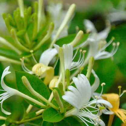 Fly Honeysuckle – White Perennial Climbing Flower Seeds