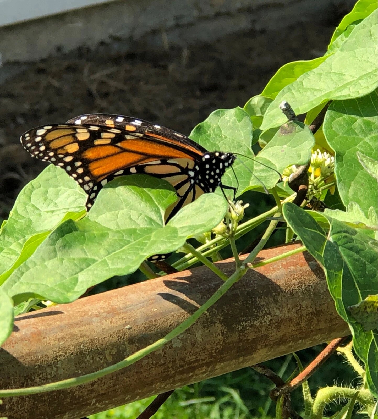 Wild Honeyvine Milkweed – Climbing Perennial Flower Seeds