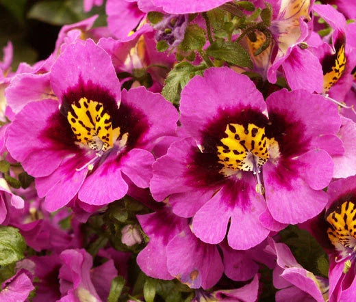 Butterfly Flower Angel Wings Schizanthus Wisetonensis – Colorful Garden Flower Seeds