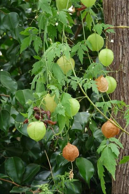 Balloon Vine Cardiospermum Halicacabum – Climbing Flower Seeds