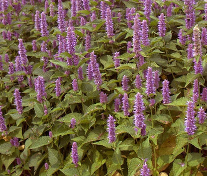 Hyssop Lavender Licorice Mint Agastache Foeniculum – Fragrant Herb Garden Seeds