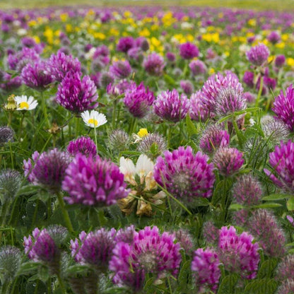 Red Clover Trifolium Pratense – Cover Crop Herb Seeds