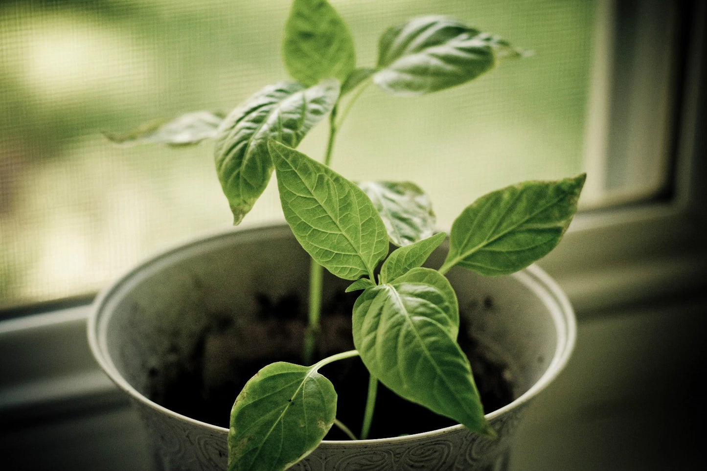 Parsley Seeds Dark – Garden Herb Seeds