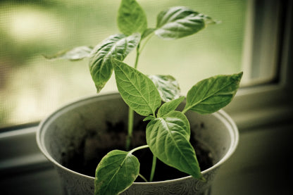 Parsley Seeds Dark – Garden Herb Seeds