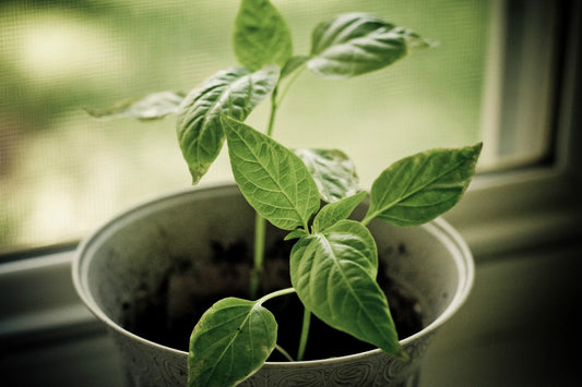 Parsley Seeds Dark – Garden Herb Seeds