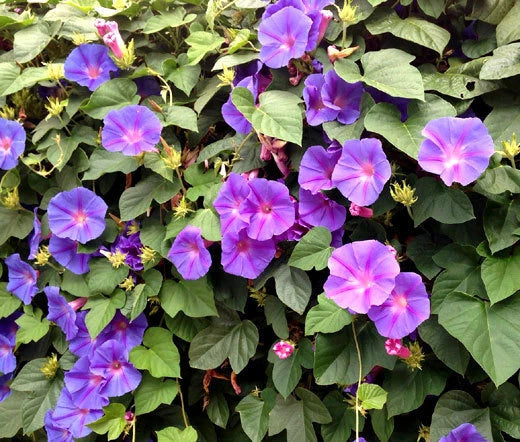 Morning Glory Mixed Colors Ipomoea Purpurea Climbing Flower Seeds
