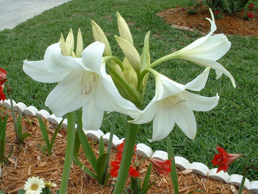 Crinum Lily Powellii – Garden Flower Seeds for Planting